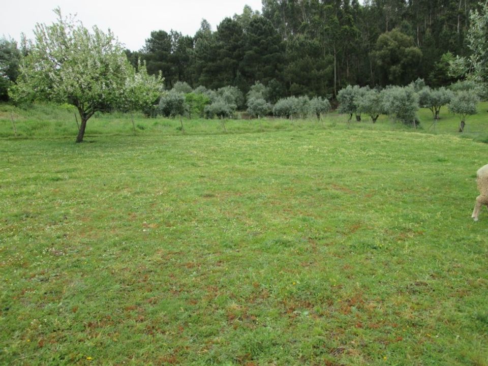 Helårsgrund i Ourem, Santarem - foto 4