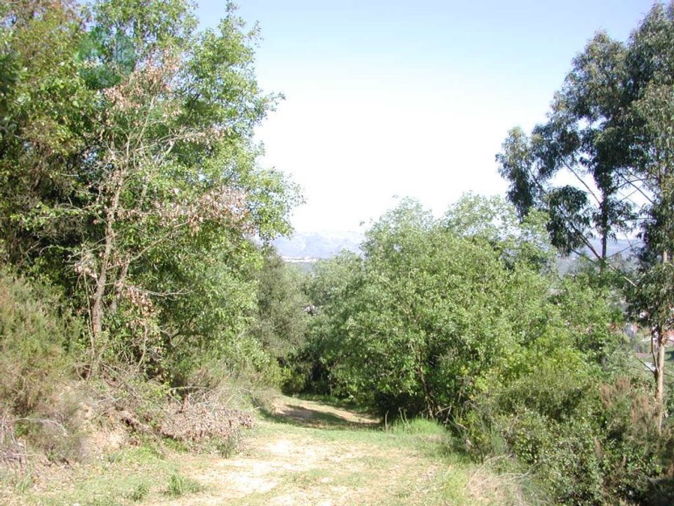 Helårsgrund i Alcobaca, Leiria - foto 4