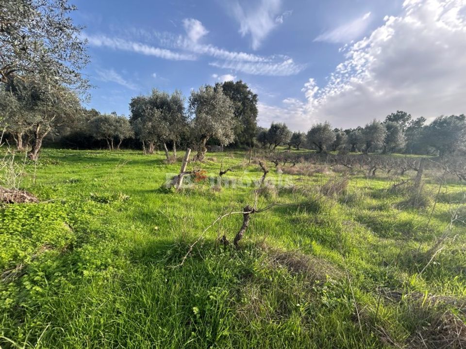 Helårsgrund i Tomar, Santarem - foto 3