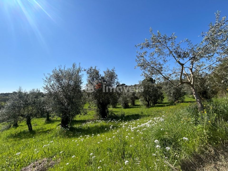 Grond in Assentiz, Santarem - foto 1