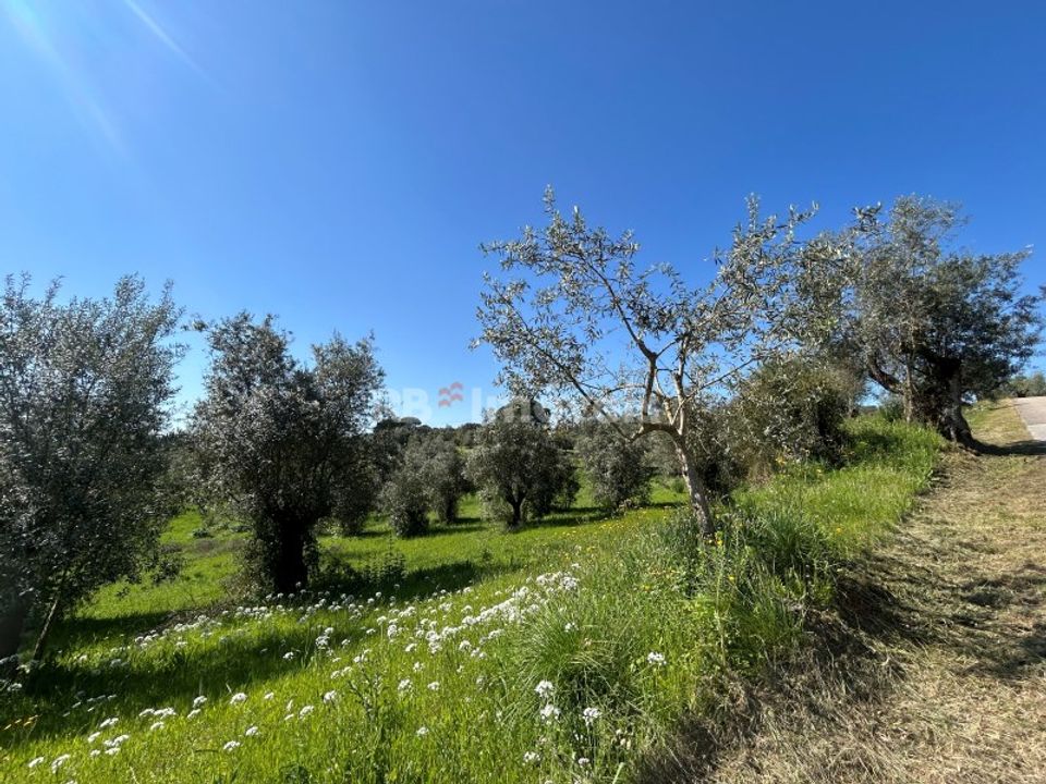 Grond in Assentiz, Santarem - foto 3