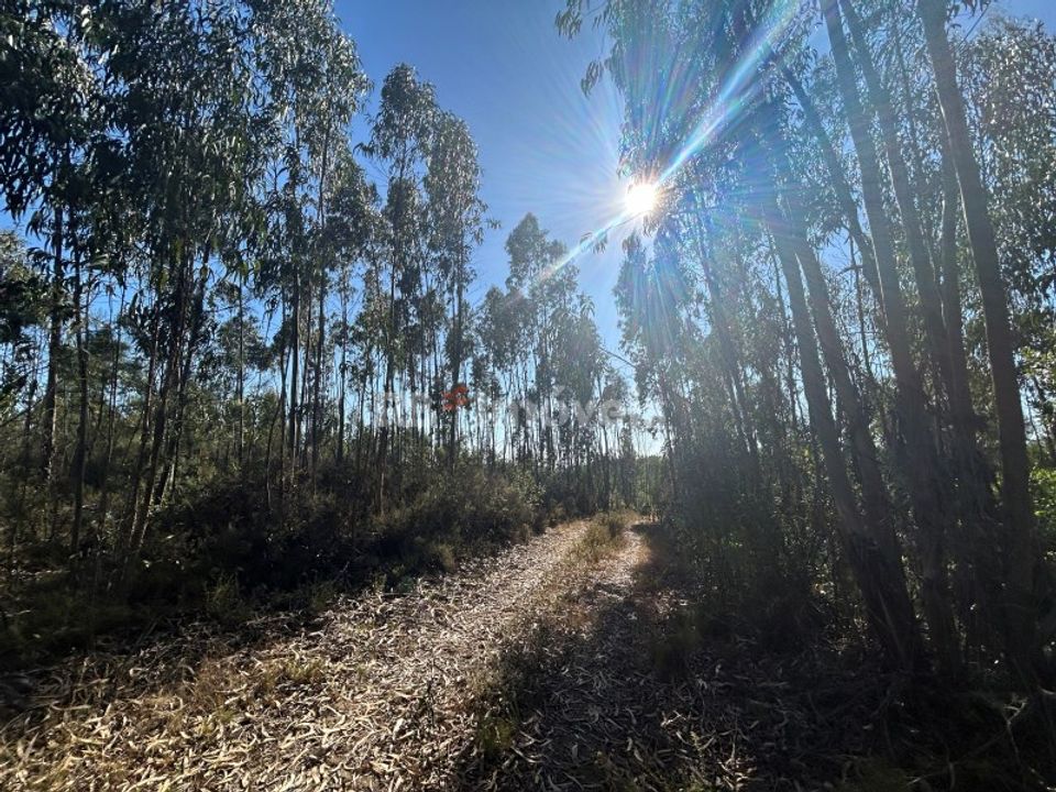 Helårsgrund i Tomar, Santarem - foto 2