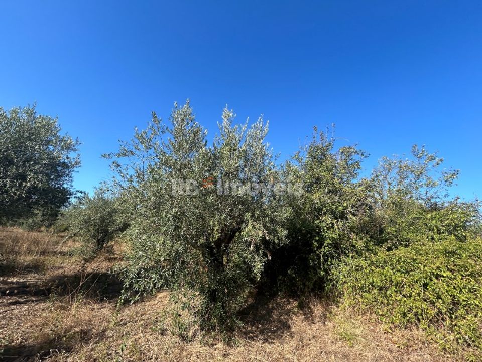 Helårsgrund i Tomar, Santarem - foto 5