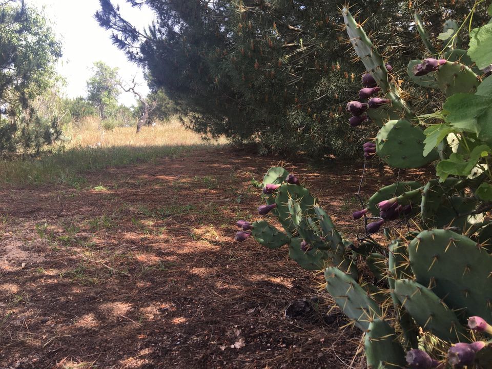 Helårsgrund i Lagoa, Faro - foto 5