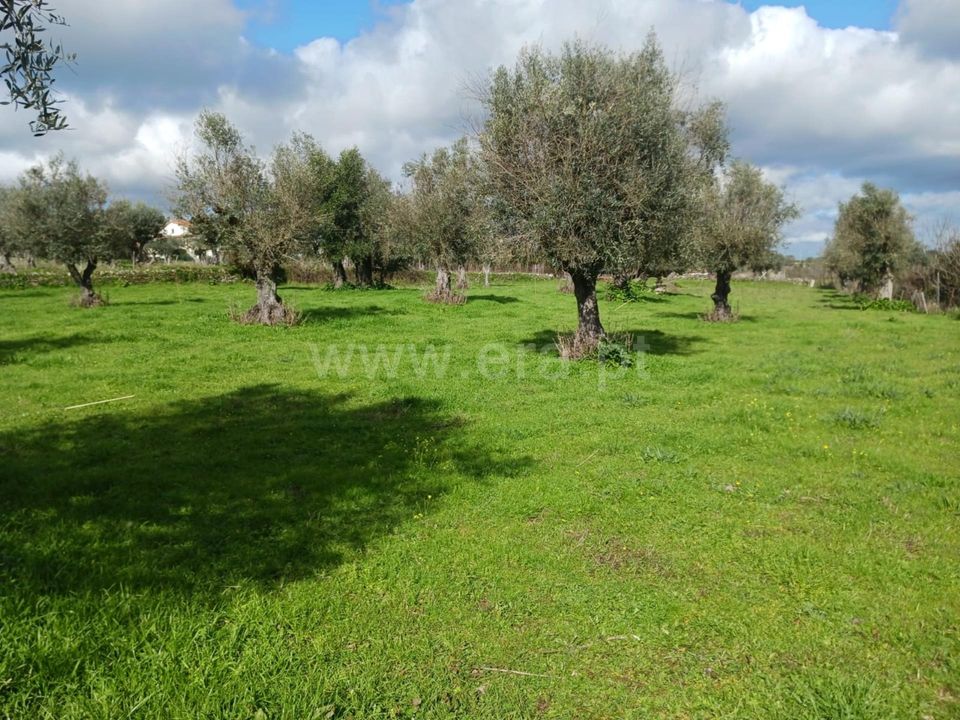 Helårsgrund i Nisa, Portalegre - foto 3