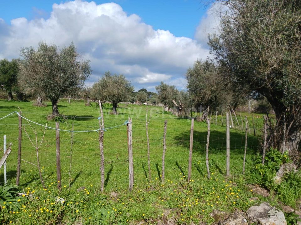 Helårsgrund i Nisa, Portalegre - foto 4