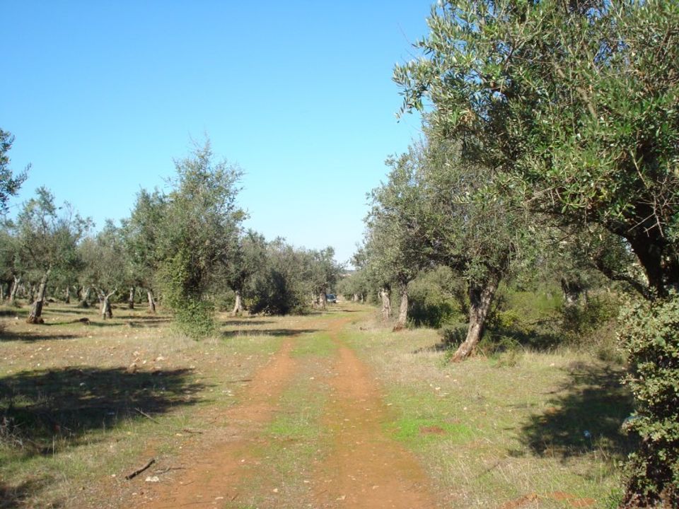 Helårsgrund i Borba, Evora - foto 5