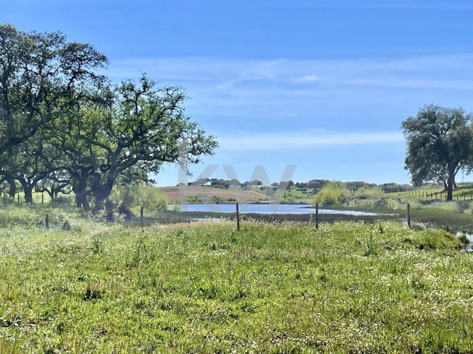 Farm i Montemor-o-Novo, Evora - foto 1
