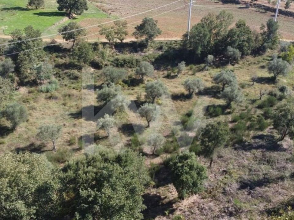 Farm i Ladoeiro, Castelo Branco - foto 3