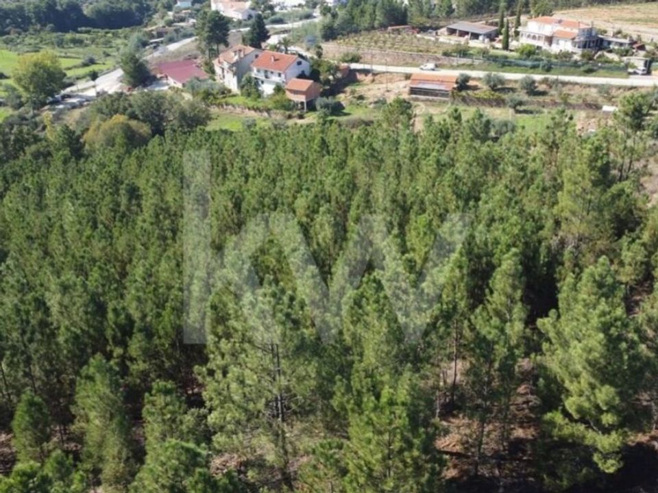 Farm i Ladoeiro, Castelo Branco - foto 5
