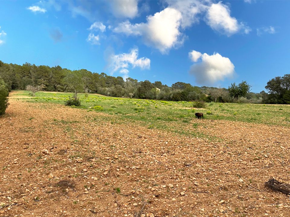 Terra a Campos, Mallorca - foto 4