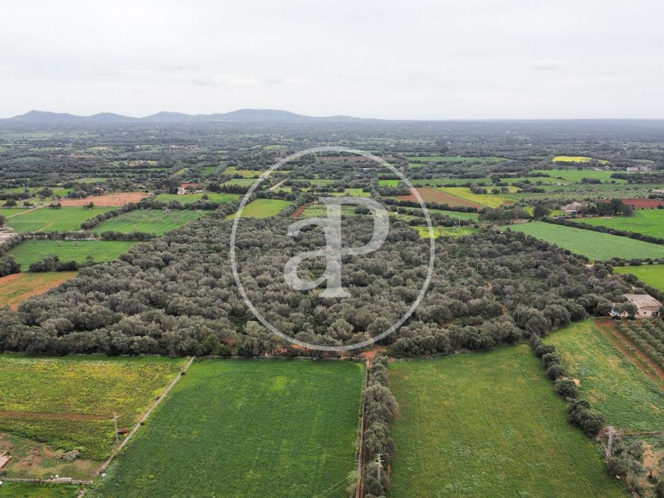 Terra a Felanitx, Mallorca - foto 2