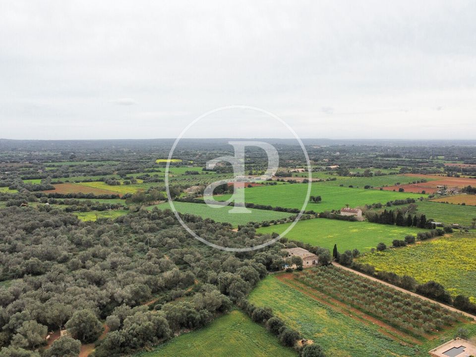 Terra a Felanitx, Mallorca - foto 4