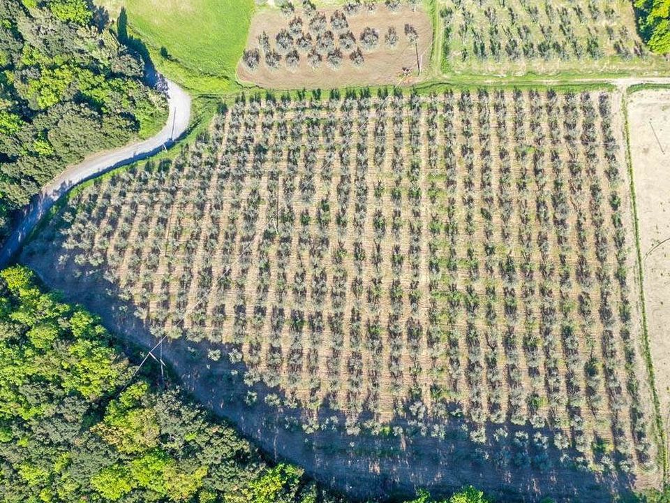 Landejendom i Volterra, Pisa - foto 4