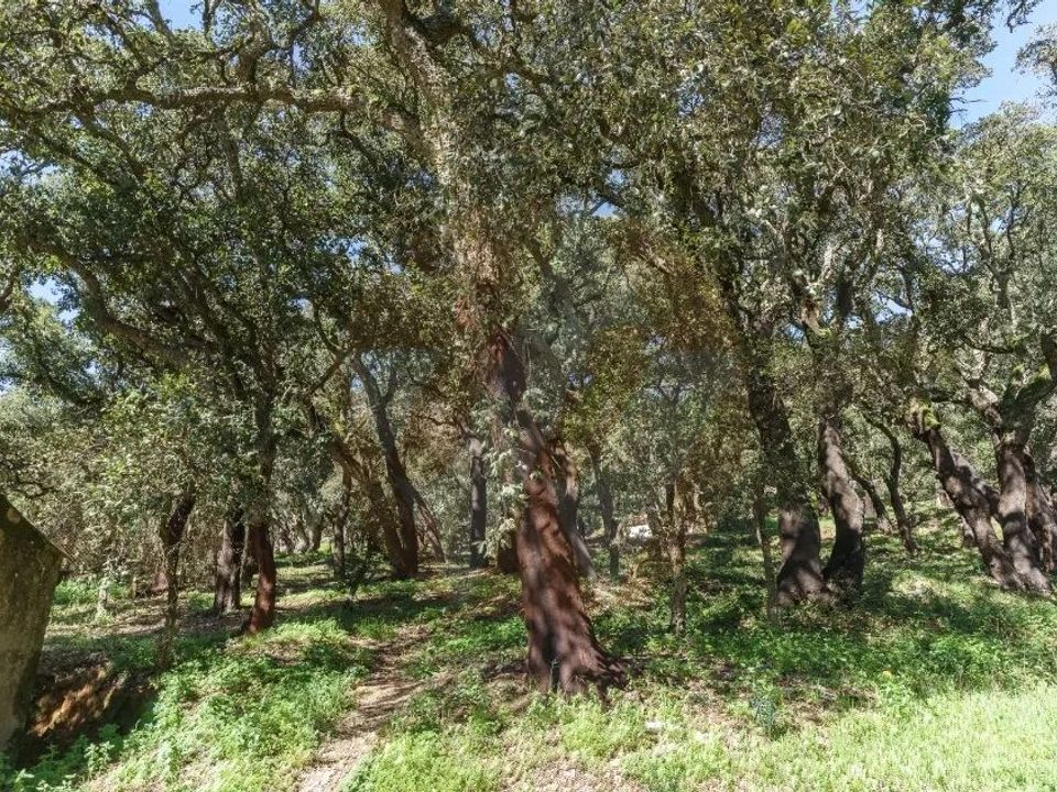 Villa i Monchique, Faro - foto 4