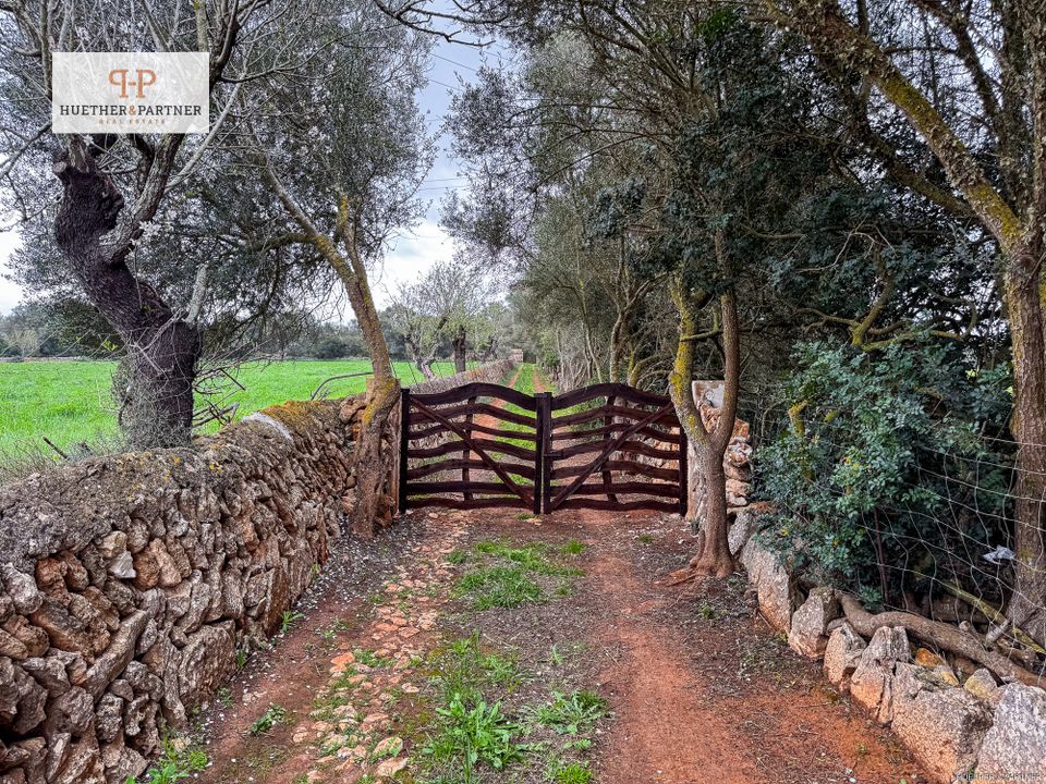 Helårsgrund i Son Mesquida, Mallorca - foto 2
