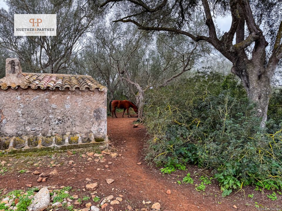 Helårsgrund i Son Mesquida, Mallorca - foto 4