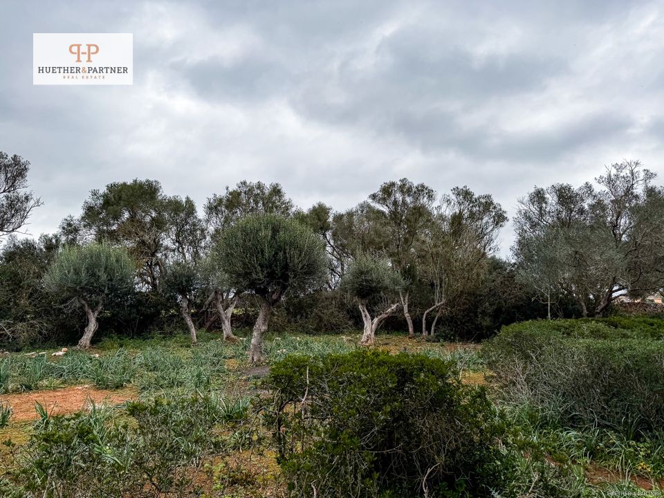 Helårsgrund i Son Mesquida, Mallorca - foto 5
