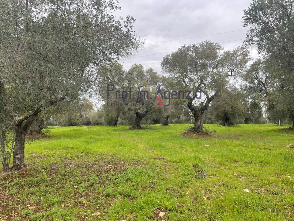 Helårsgrund i Carovigno, Brindisi - foto 5