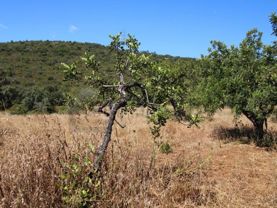 Helårsgrund i Sao Bras de Alportel, Faro - foto 5