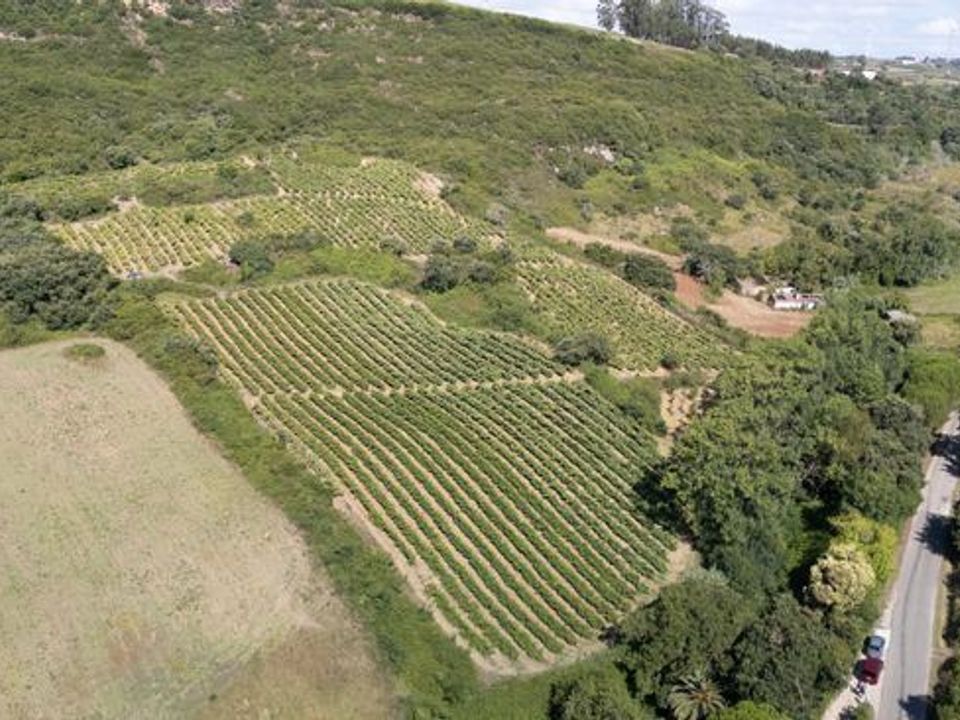 Helårsgrund i Sobral de Monte Agraco, Lisbon - foto 3