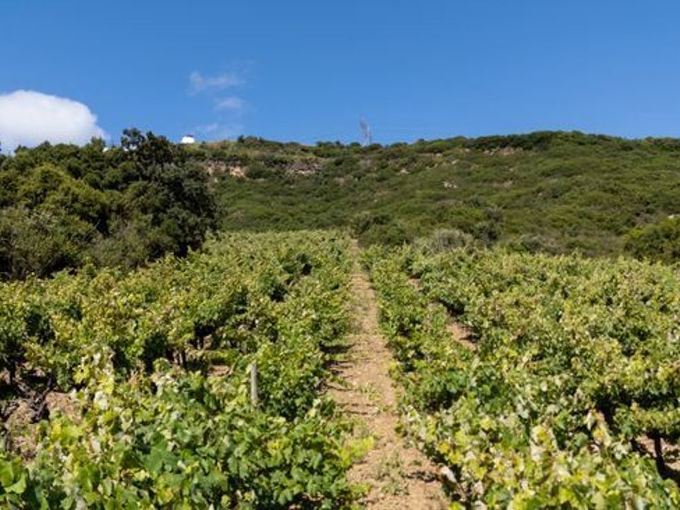Helårsgrund i Sobral de Monte Agraco, Lisbon - foto 4
