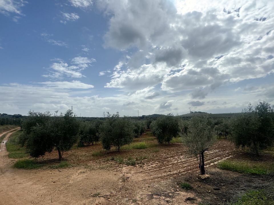Helårsgrund i Mollina, Malaga - foto 2