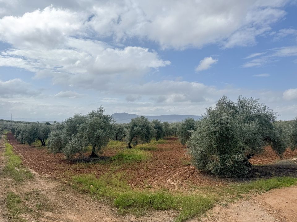 Helårsgrund i Mollina, Malaga - foto 3