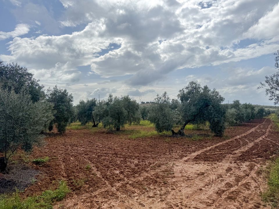 Helårsgrund i Mollina, Malaga - foto 4