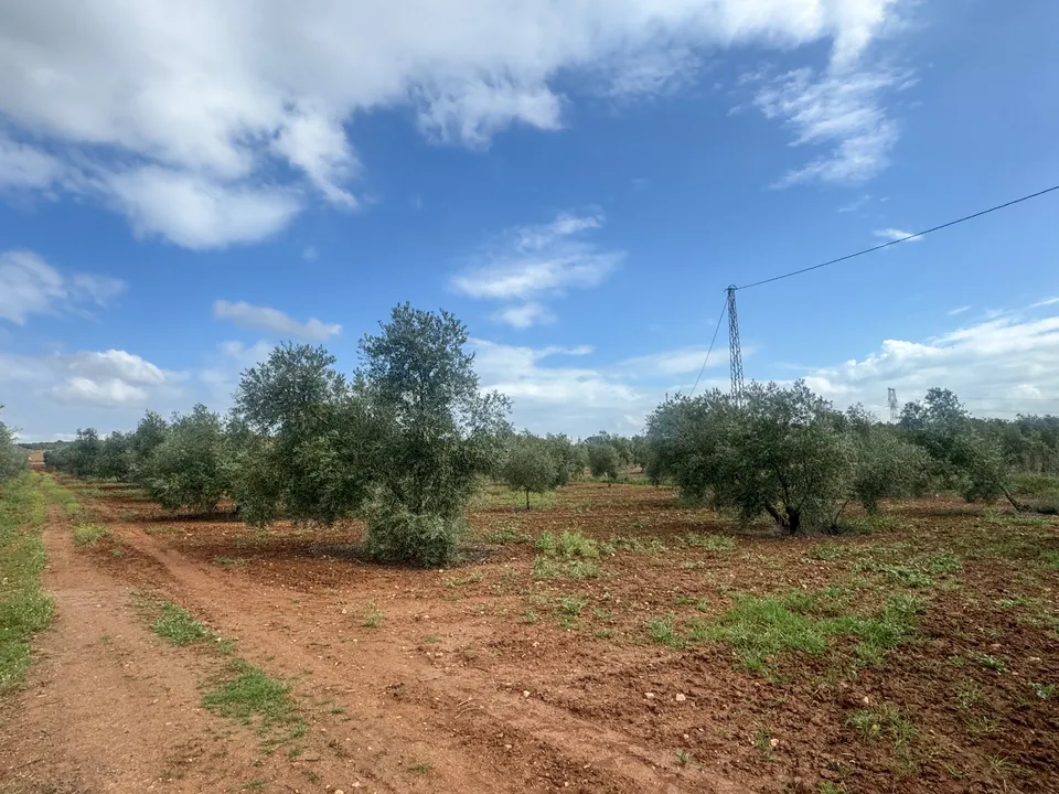 Helårsgrund i Mollina, Malaga - foto 5