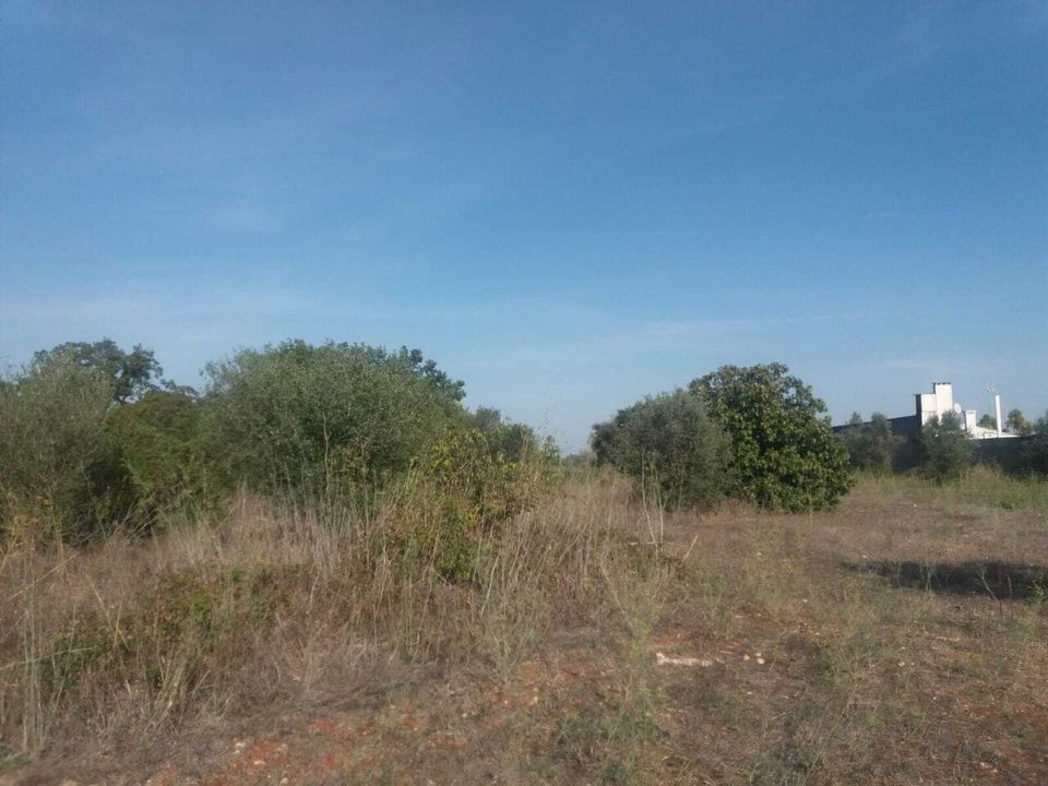 Helårsgrund i Torres Novas, Santarem - foto 4