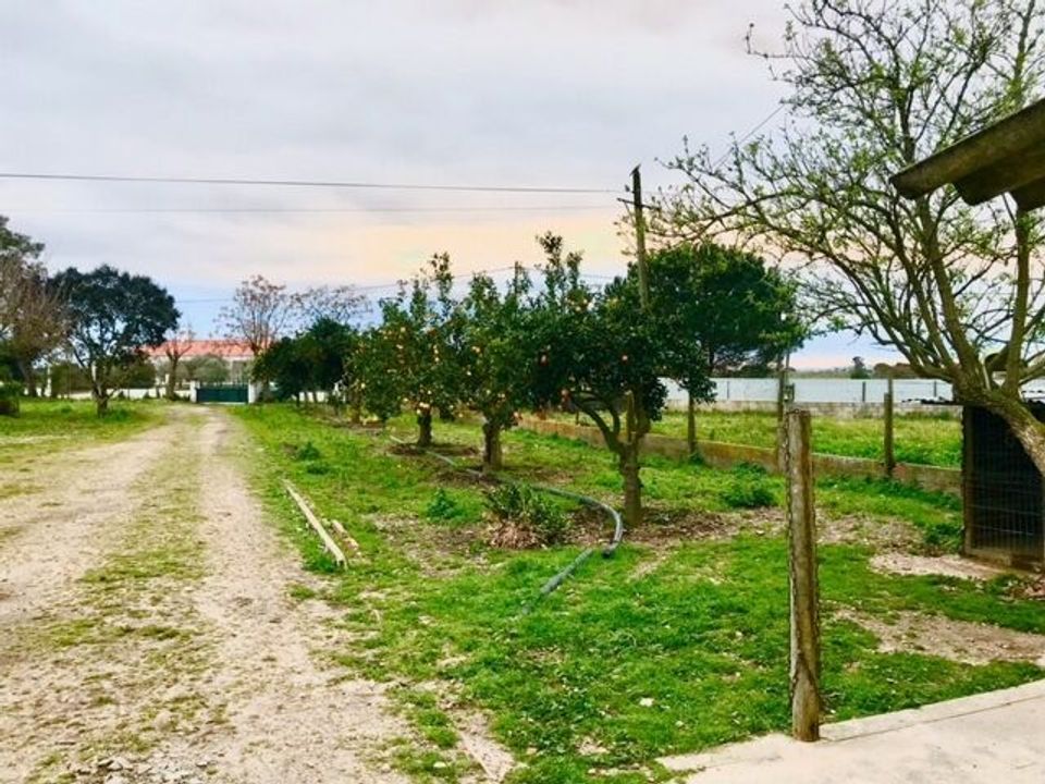Farm i Alpiarca, Santarem - foto 3