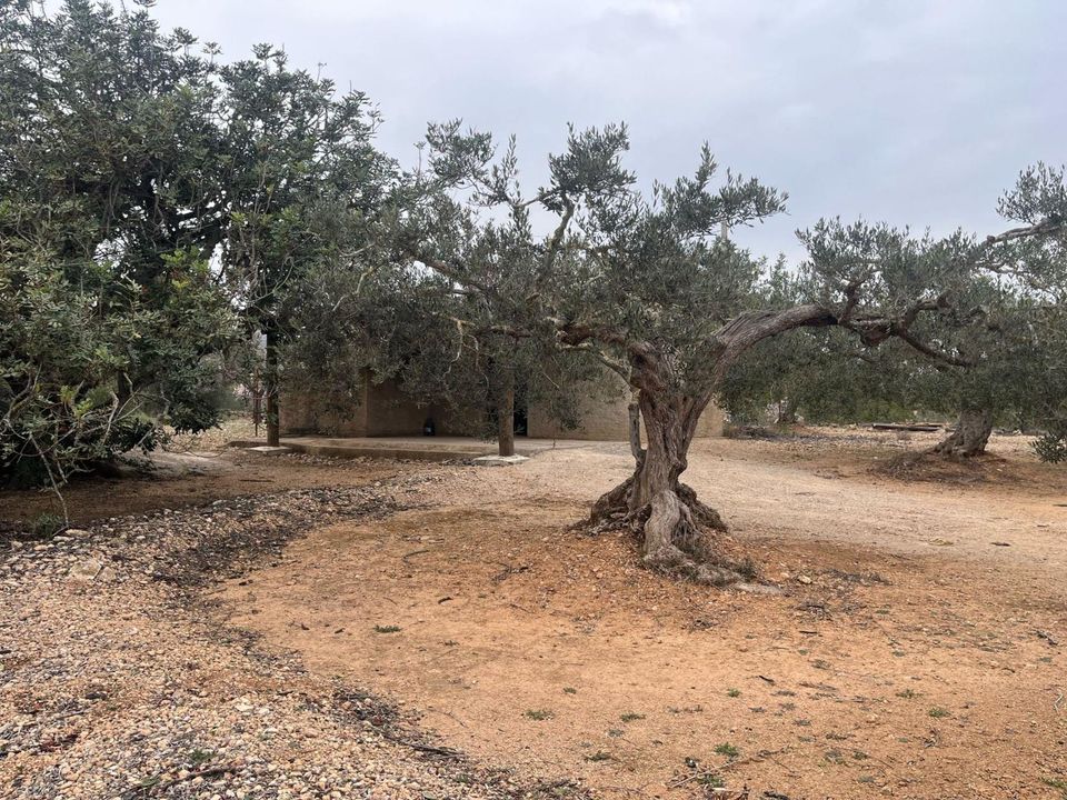 Landejendom i L'Ampolla, Tarragona - foto 4