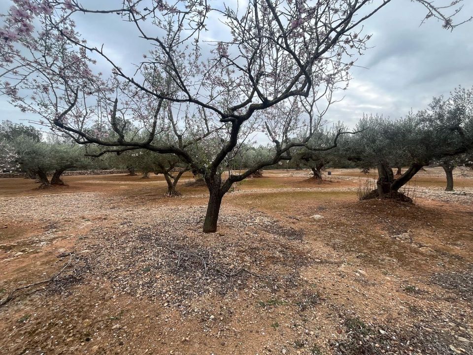Landejendom i L'Ampolla, Tarragona - foto 5