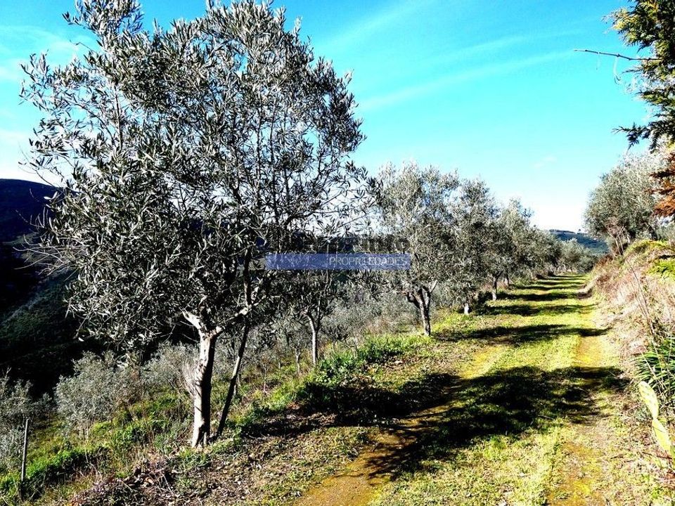 Terra a Sabrosa, Vila Real - foto 5