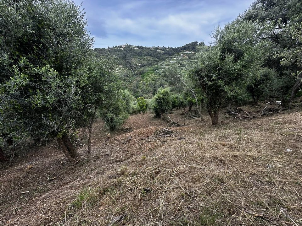 Terreno en Nice, Alpes-Maritimes - foto 1
