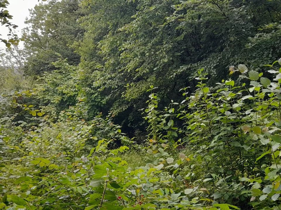 Helårsgrund i Fains-Véel, Meuse - foto 3