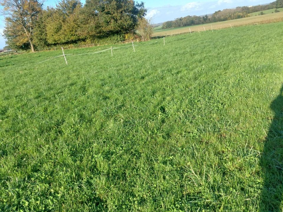 Helårsgrund i Beaumont-en-Beine, Aisne - foto 5