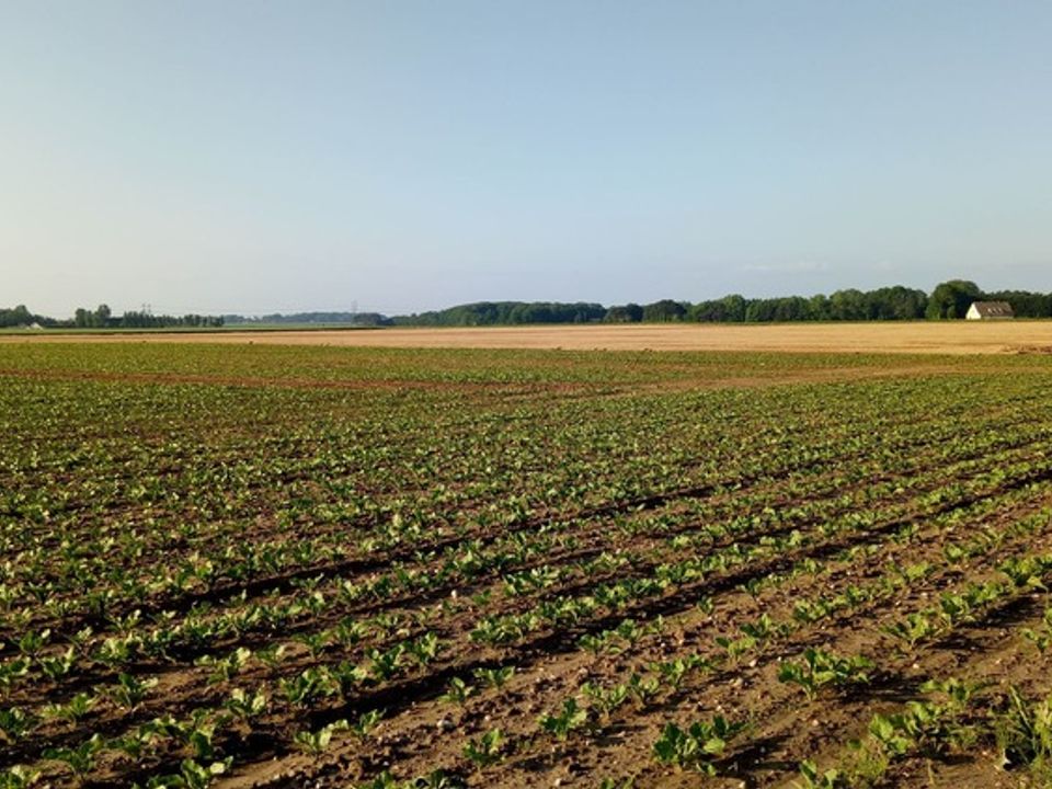 Helårsgrund i Cervia, Ravenna - foto 1
