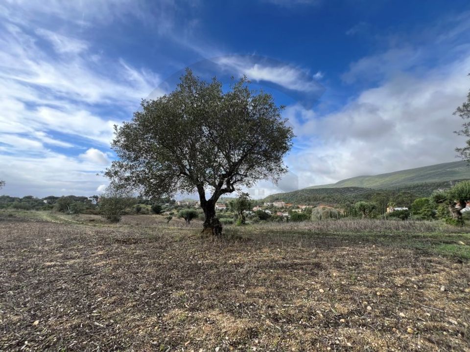Helårsgrund i Torres Novas, Santarem - foto 3