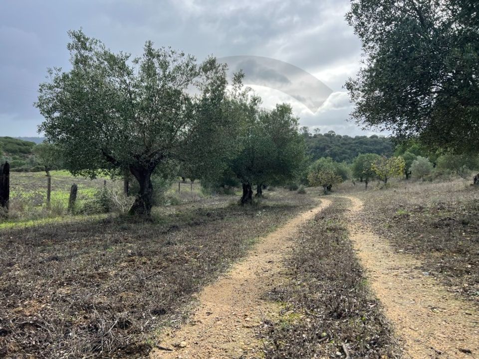 Helårsgrund i Torres Novas, Santarem - foto 5