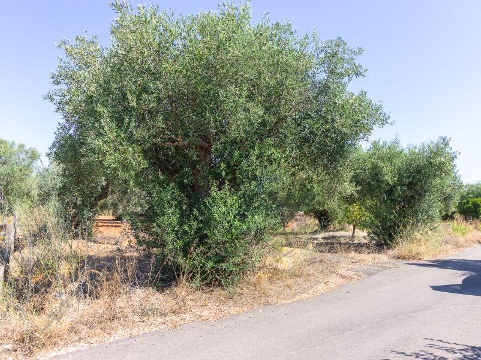 Tomt i Torres Novas, Santarem - bilde 3
