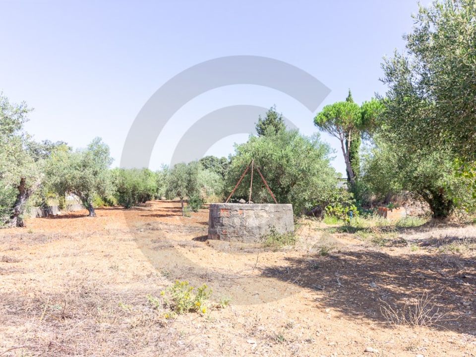 Tomt i Torres Novas, Santarem - bilde 5