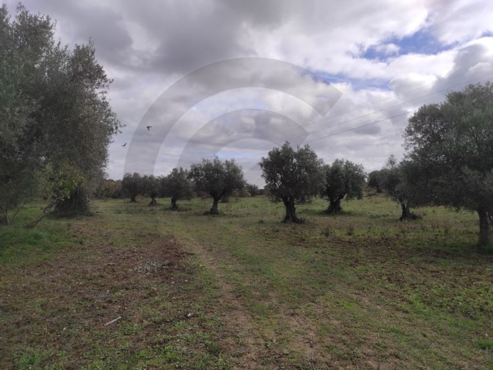 Helårsgrund i Torres Novas, Santarem - foto 1
