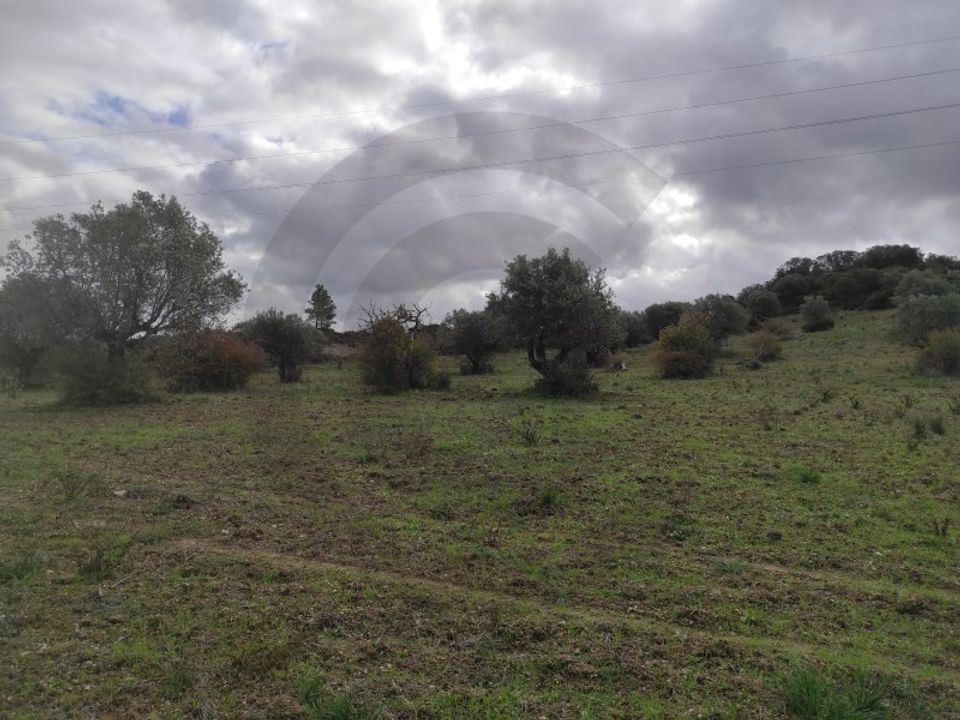 Helårsgrund i Torres Novas, Santarem - foto 4