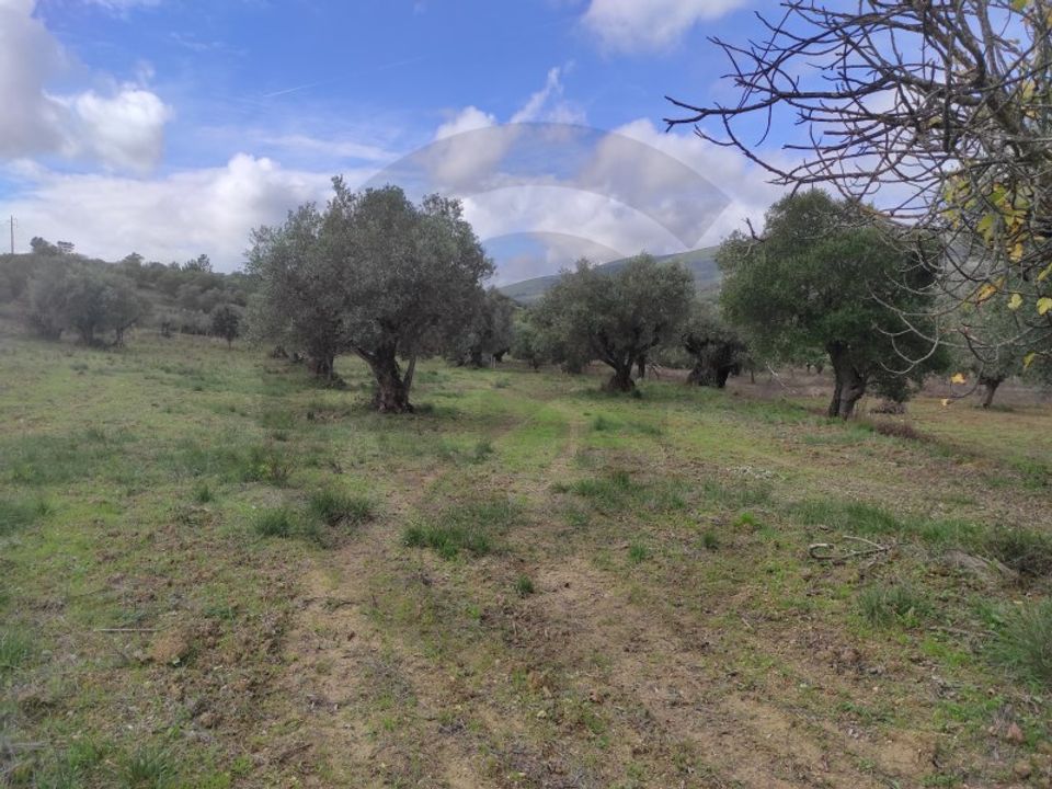 Helårsgrund i Torres Novas, Santarem - foto 5