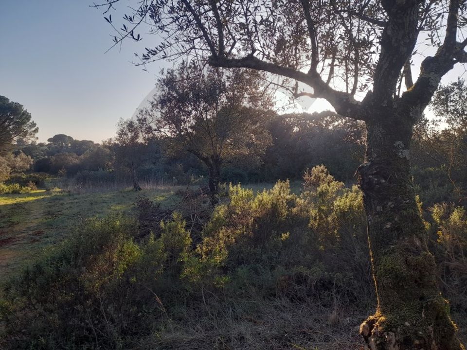 Helårsgrund i Alcanena, Santarem - foto 2