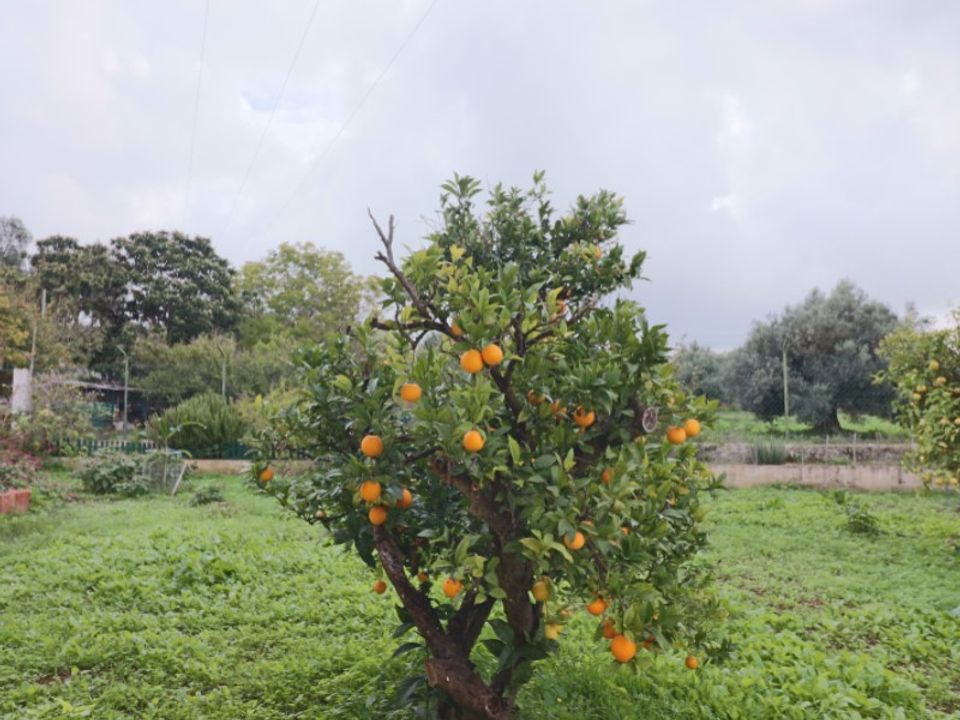 Granja a Loule, Faro - foto 4