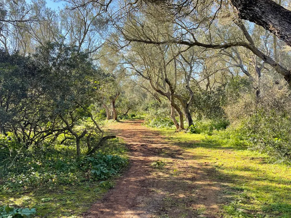 Helårsgrund i Felanitx, Mallorca - foto 5