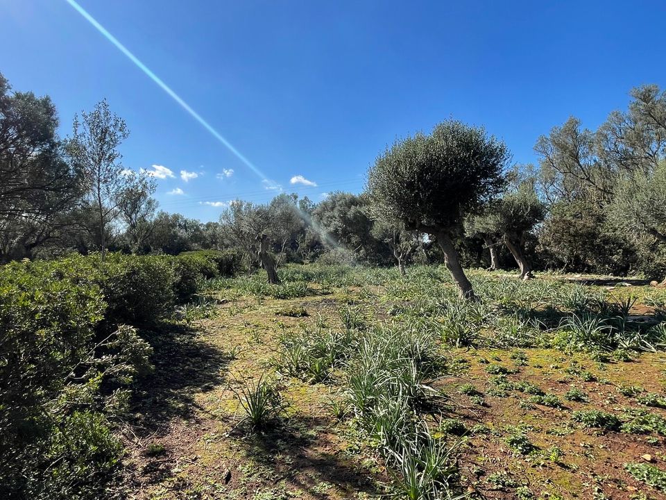 Helårsgrund i Felanitx, Mallorca - foto 3